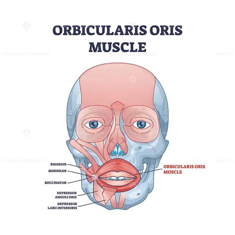 Orbicularis oris muscle as lips and mouth muscular system outline ...