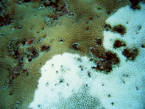 Coral bleaching | Definition, Causes, Consequences, & Facts | Britannica