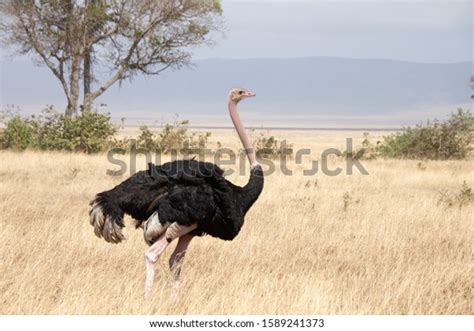 5,299 Common Ostrich Images, Stock Photos & Vectors | Shutterstock