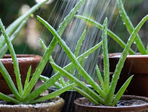 How Often Should You Water a Aloe Plant - Backyard Boss