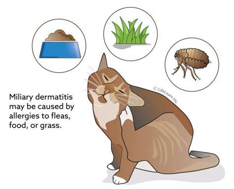 Cat Food Allergies Symptoms - Healthy Cat