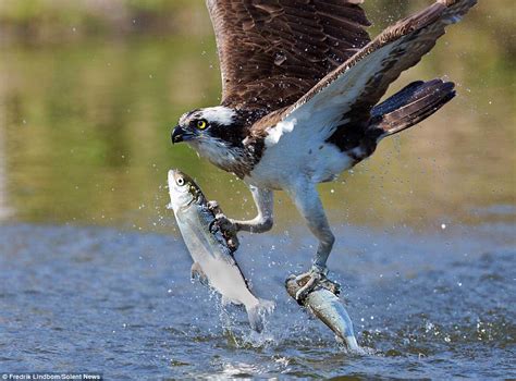 Osprey perfects double swoop to pluck fish from lake in Finland | Daily ...