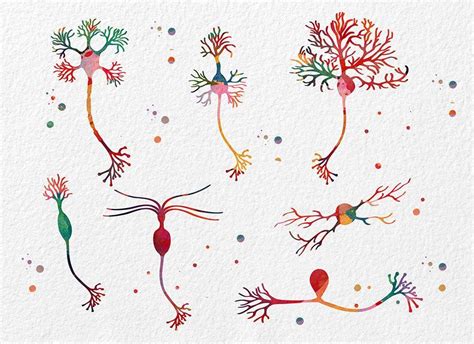 Neuron cells art print, medical art print neurology poster – MimiPrints ...