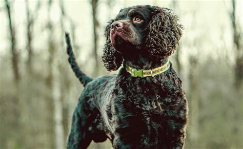 30 Best Hunting Dogs & Gun Dog Breeds for All Types of Game & Hunts