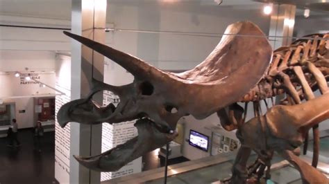 Triceratops Horridus Dinosaur Cast Belfast Ulster Museum - YouTube