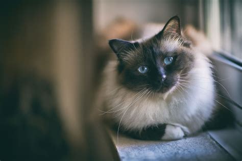 Birman Cat - Full Profile, History, and Care