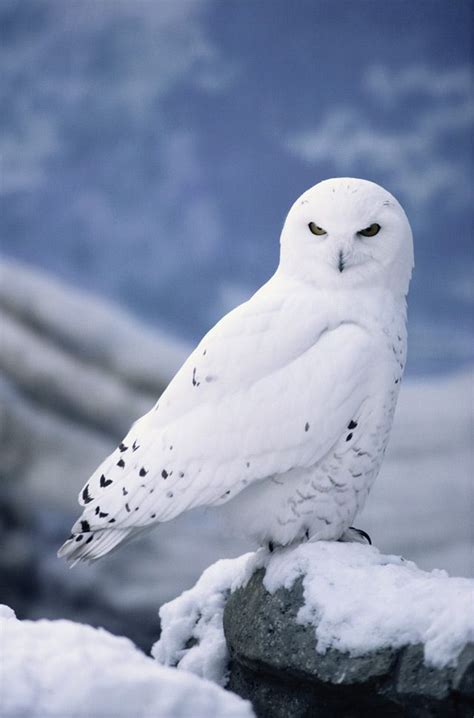 Snowy Owls: The Perfect Aerial Predator for the Arctic | Snowy owl, Animals beautiful, Pet birds