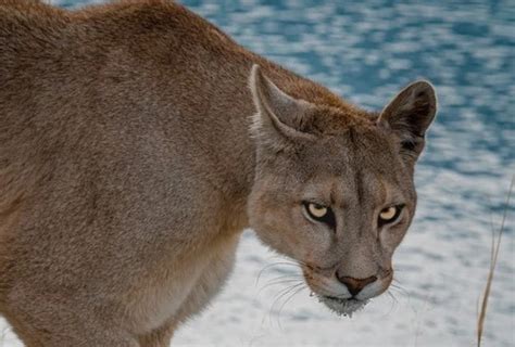 Puma chileno: el Rey de Torres del Paine | FullOutdoor