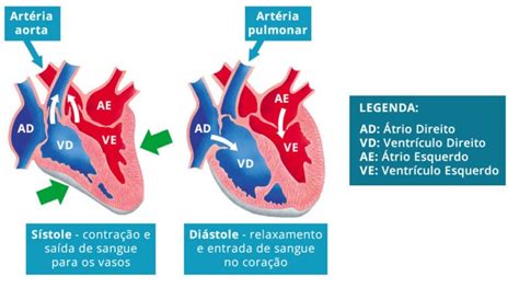 Sístole e diástole - O que são, diferença, como acontecem, fases