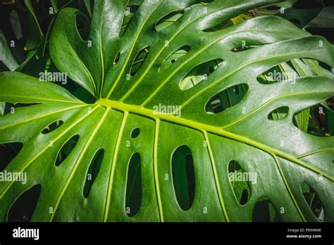 Plantas Tropicales De Interior Fotos e Imágenes de stock - Alamy