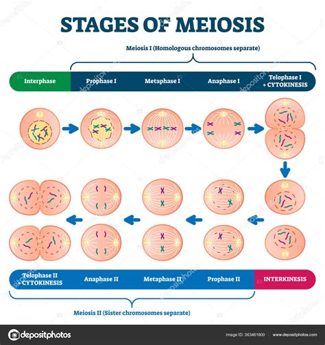 Stages Of Meiosis Vector Labeled Cell Division Process, 04/04/2024