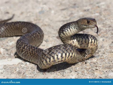 Eastern Brown Snake (Pseudonaja Textilis) Stock Photo - Image: 41148416