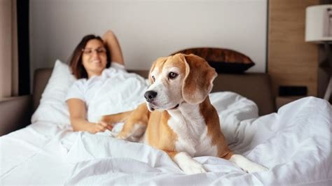 The best pet-friendly hotels in the US | CNN Underscored