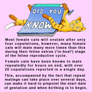 The Cat Gestation Period - How Long Are Cats Pregnant For?