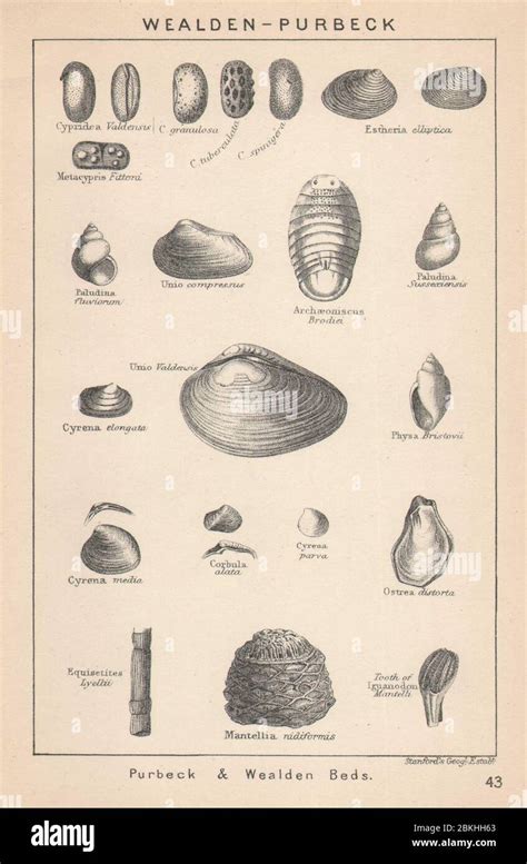 BRITISH FOSSILS. Wealden - Purbeck & Wealden Beds. STANFORD 1907 old print Stock Photo - Alamy