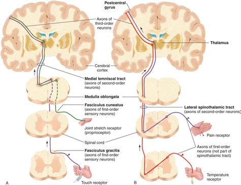 Somatosensory Neurotransmission: Touch, Pain, and Temperature - Ganong’s Review of Medical ...