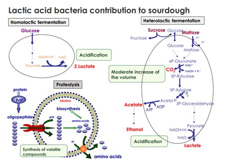 Microbial metabolism Diagram | Quizlet