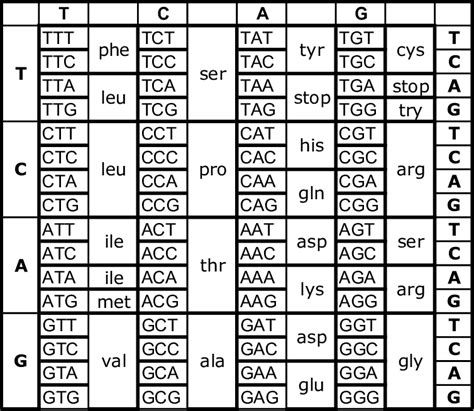 DNA genetic code-ATG = Start code | Download Scientific Diagram