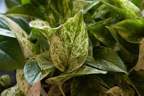 Pothos Plant: Care and Growing Guide