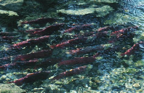 Why Do Salmon & Other Fish Swim Upstream? | Sciencing