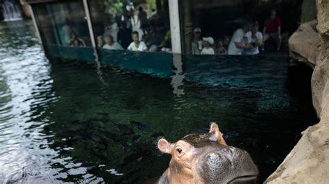 Cincinnati Zoo & Botanical Garden in the running for 10Best's 'best zoo'