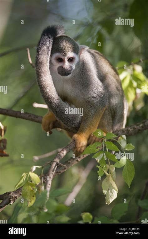 Monkeys, Anthropoidea, wide proboscis monkeys, Cebidae, real monkeys ...