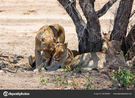 Female Lions Southern African Savanna ⬇ Stock Photo, Image by © Binty #230169980