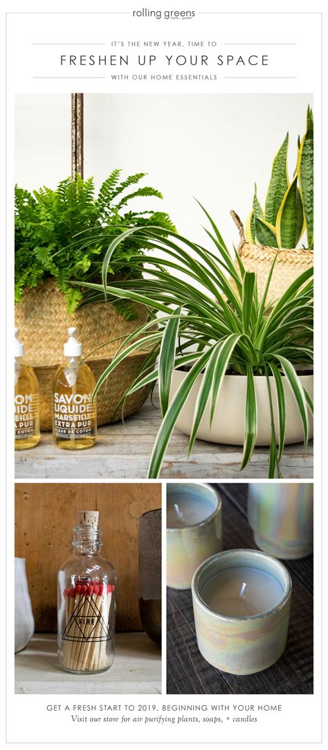 Freshen Up Your Space | Freshen up, Air purifying plants, Plants