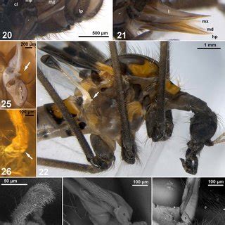 Parasitic Brachycera Cyclorrhapha (Anthomyidae?) larvae attached to the... | Download Scientific ...