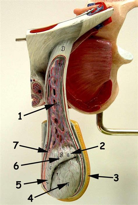 Male Gonad Diagram | Quizlet