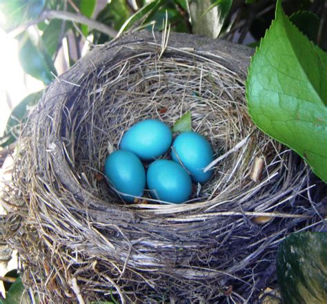 Pin by Holyscrapp! on Things I Love | Bird garden, Robin nest ...