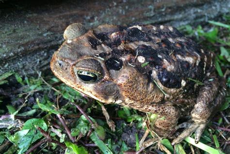 Cane Toad Invasive Map