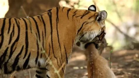 Wild Animals Life Full HD Documentary - YouTube