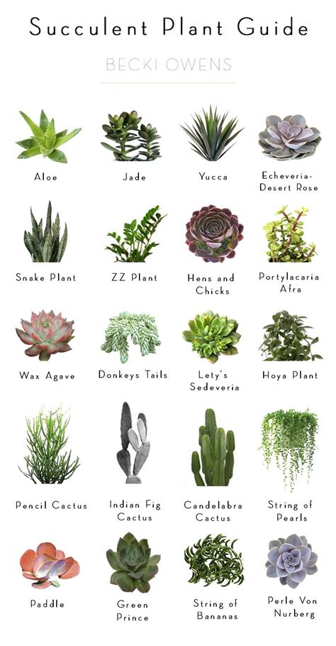 Cactus And Succulents Names | Types Of Succulent Plant