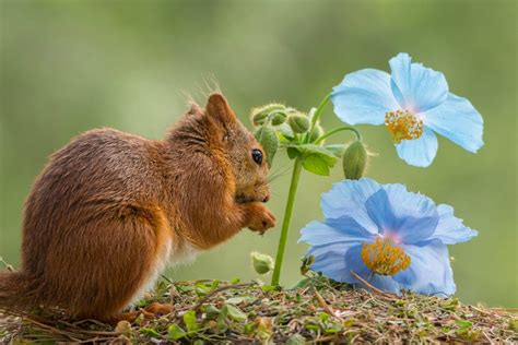 Keeping Squirrels from Digging in Plants | ThriftyFun