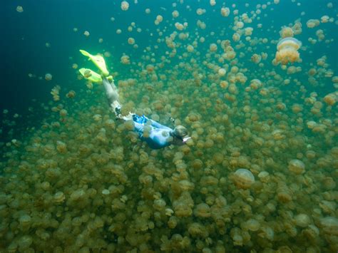 Personalized Tours: Snorkeling in Palau and Yap : Authentic Luxury Travel