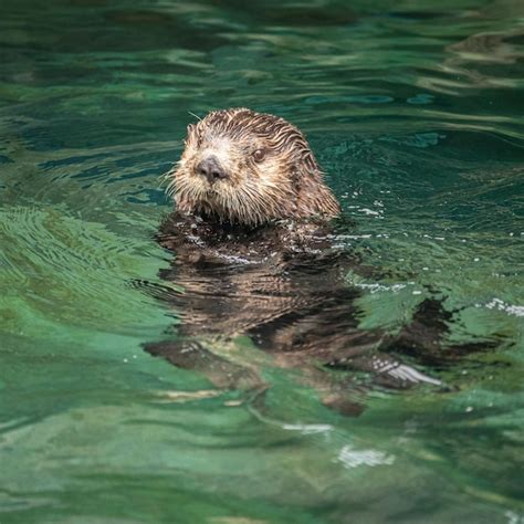 Premium Photo | Sea otter swimming