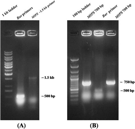 Colony PCR for screening positive colonies harboring constructs. (A ...