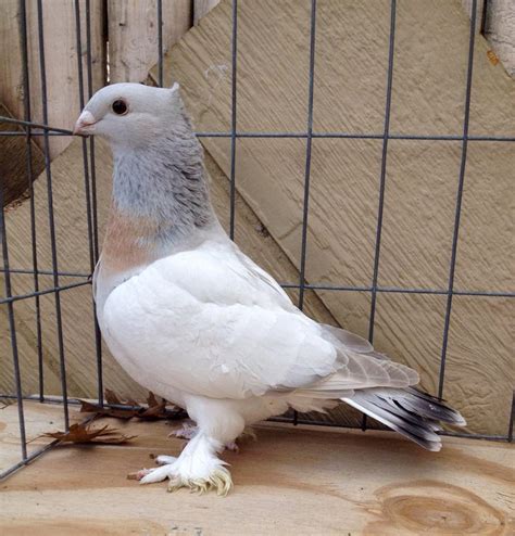 Fancy Pigeon Breeds: December 2014