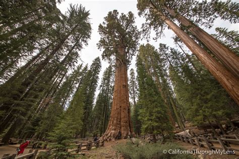 General Sherman Tree: The Largest Tree on Earth by Volume - California Through My Lens