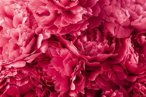 2023 Color Viva Magenta, Beautiful Pink Peony Flower Background Stock Image - Image of ...