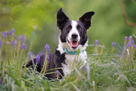 Do Border Collies Bark A Lot