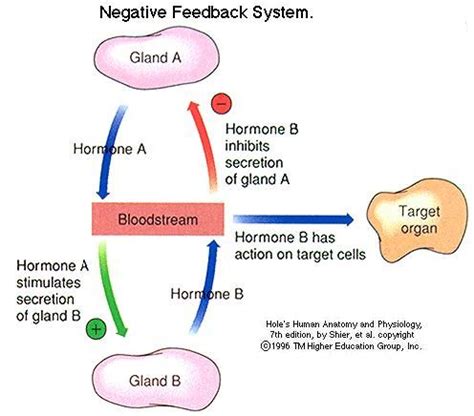 Pin on Anatomy - Endocrine System