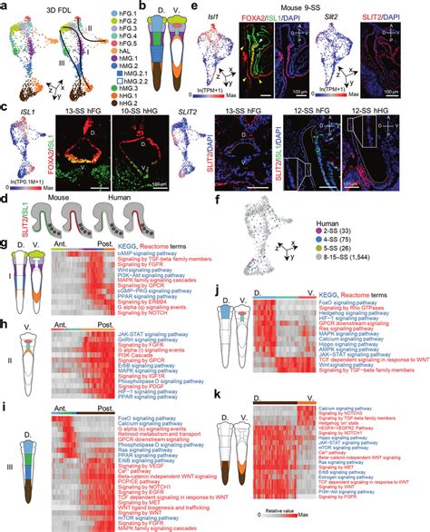 Human endoderm patterning along 3D axes. a Distribution pattern of ...