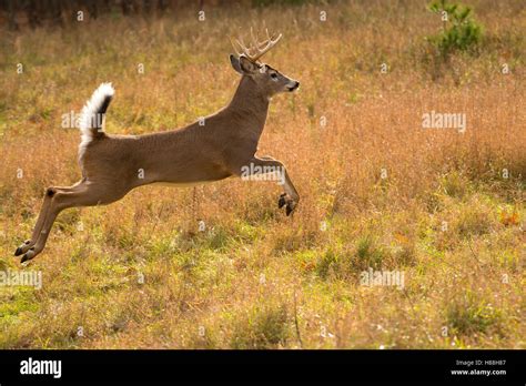 White-tailed Deer (Odocoileus virginianus) buck running, North America Stock Photo - Alamy