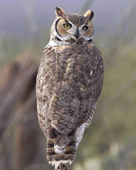 Great horned owl - Alchetron, The Free Social Encyclopedia