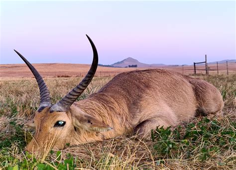 Best Common Reedbuck Hunting In South Africa | AfricaHunting.com