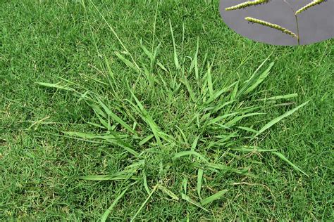 Dallisgrass: The Pesky Weed That Loves Your Lawn & Garden!