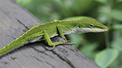 This Green Anole Lizard Has Its Own “Protective” Bubbles!