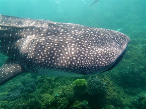 Dam nature: Requin Baleine